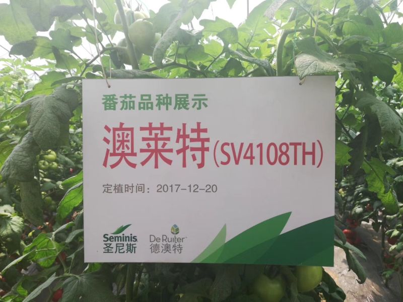 西红柿种子