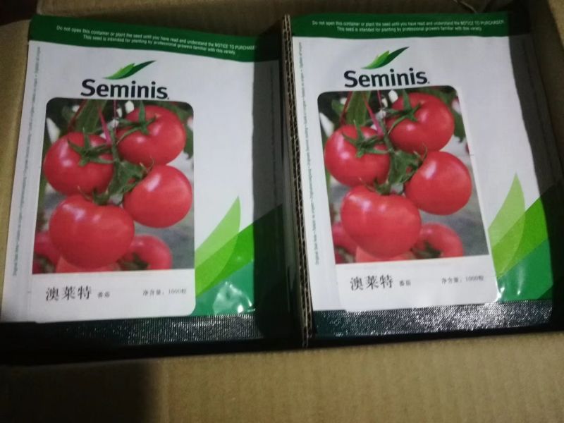 西红柿种子