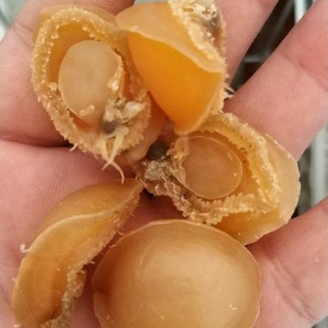 鲍鱼干