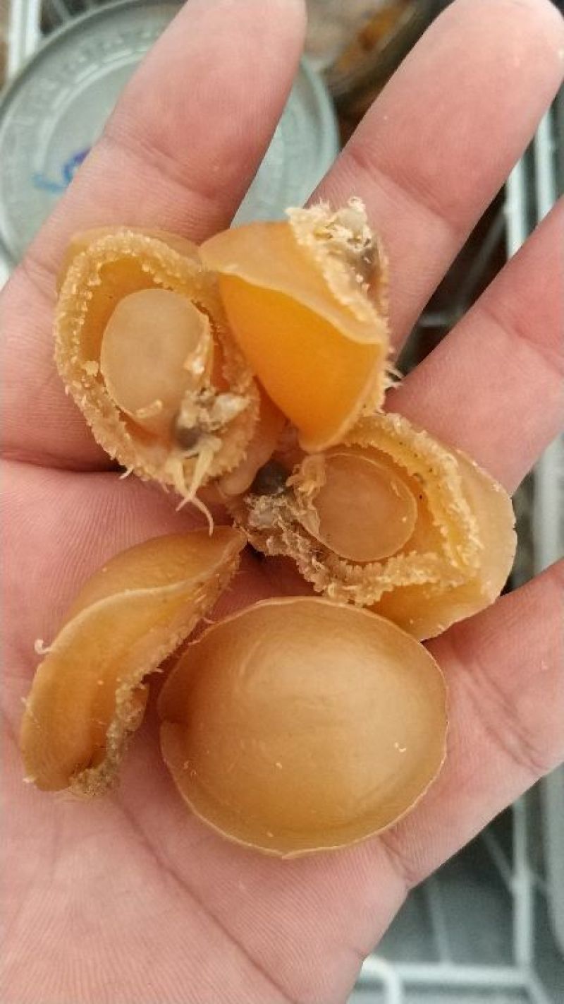 鲍鱼干