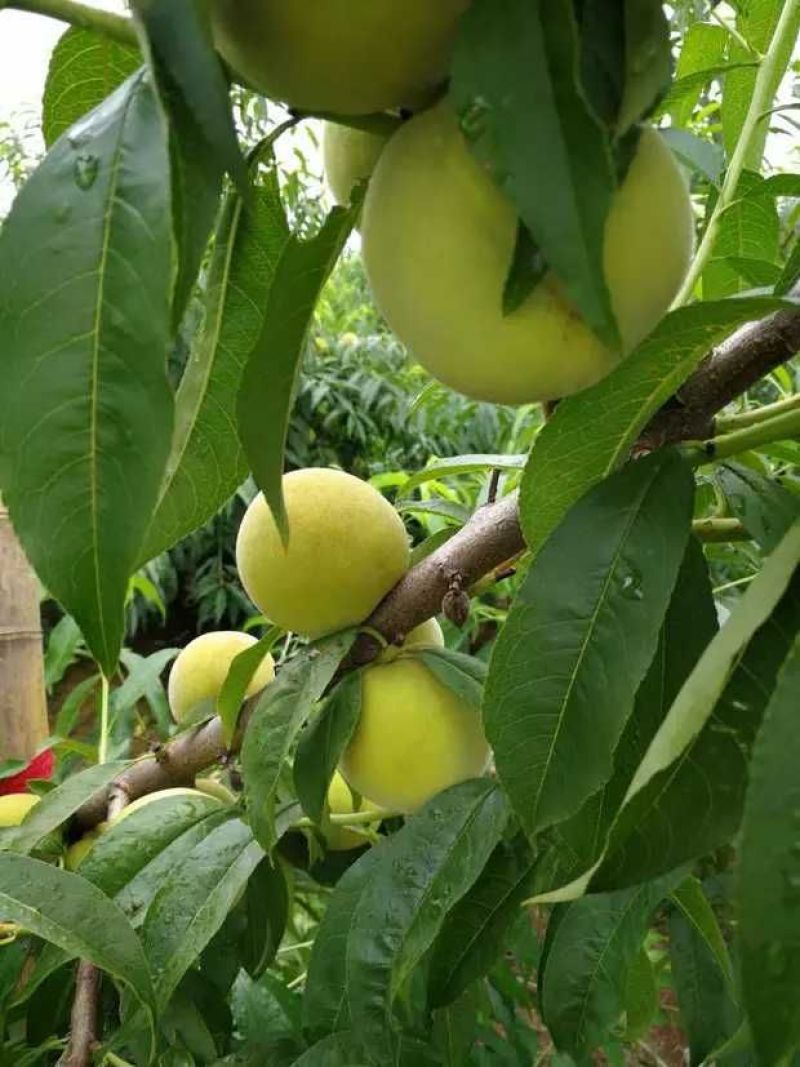 大量黄金冠黄桃4个头7月25号上市