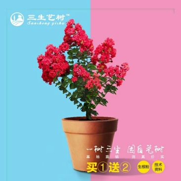 供应盆景美国紫薇