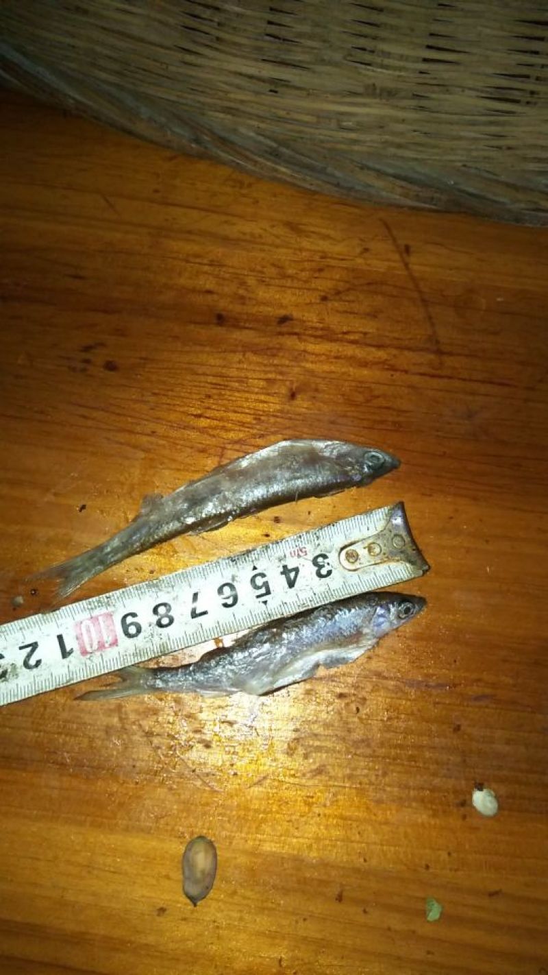 冰冻鱼