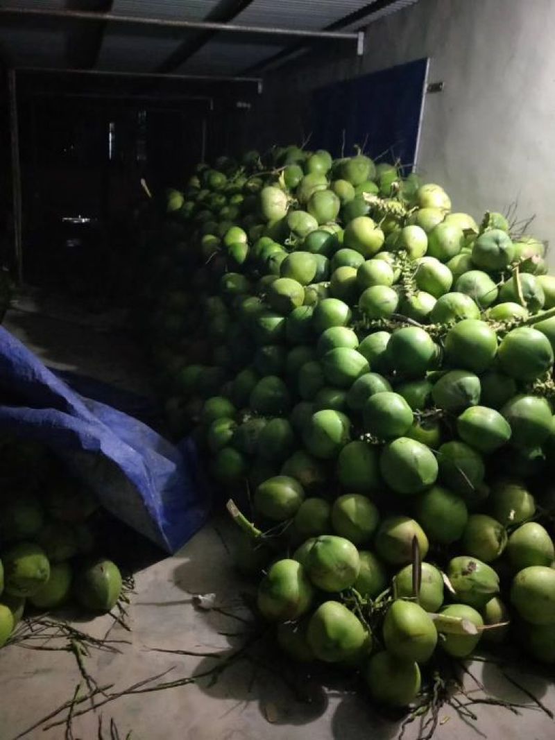 椰青