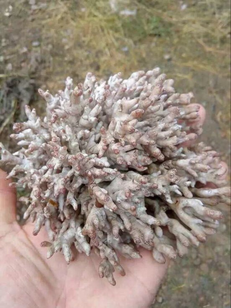 猫屎瓜猫爪菇