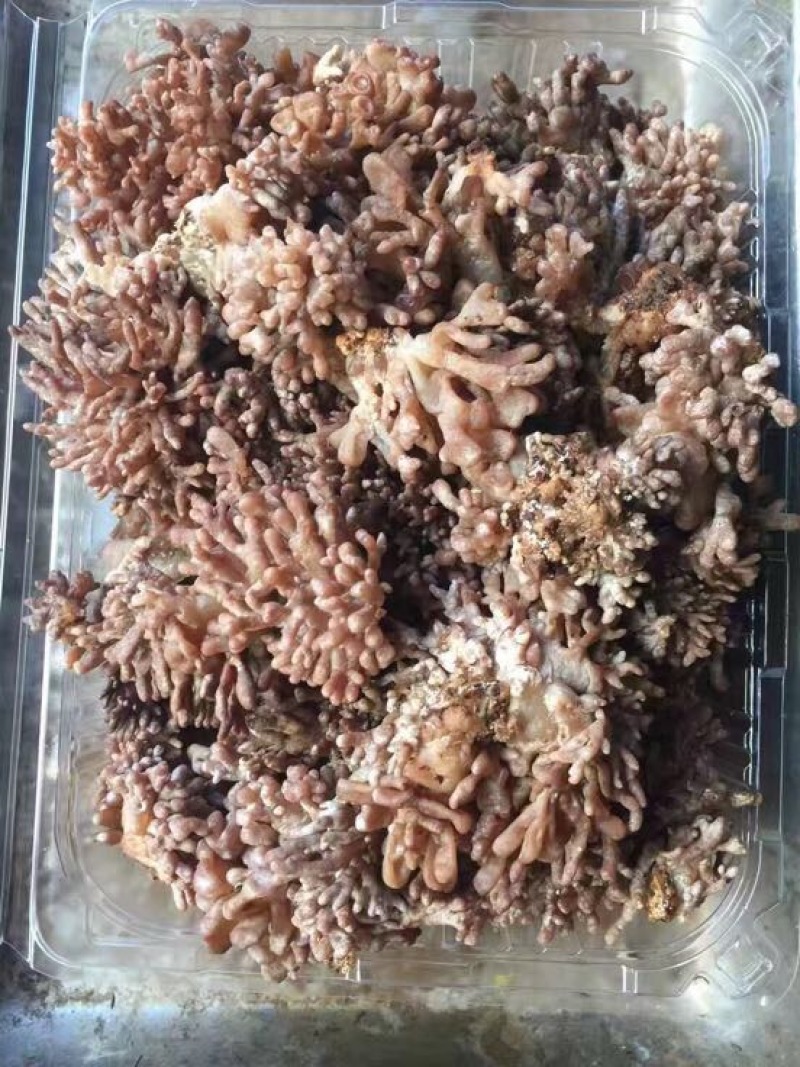 猫屎瓜猫爪菇