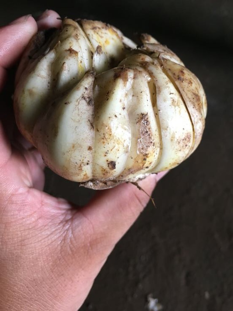 龙牙百合，价格可面谈
