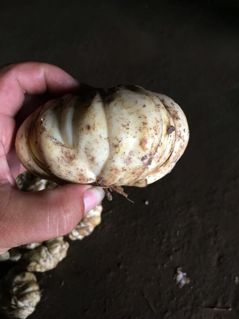 龙牙百合，价格可面谈