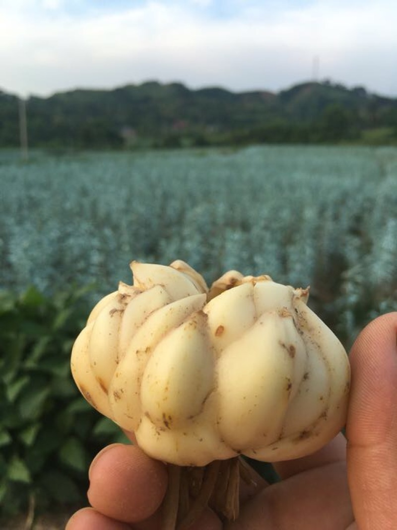 龙牙百合，价格可面谈