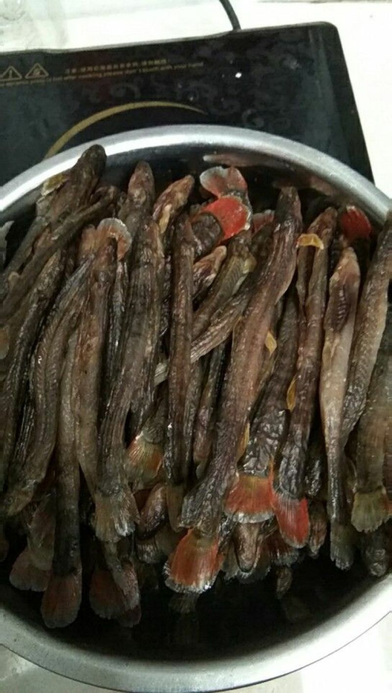 刚秋鱼