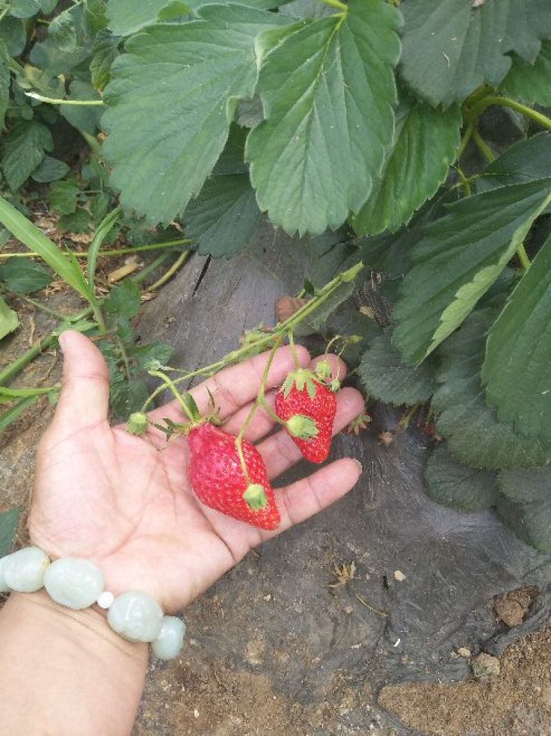 红颜莓苗，脱毒苗，组培草莓苗提供技术指导