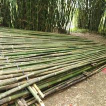排山竹，篙竹，搭棚，蔬菜大棚，7米以上，8米以上需要订购