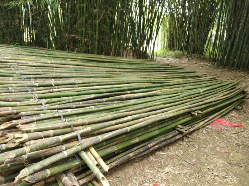 排山竹，篙竹，搭棚，蔬菜大棚，7米以上，8米以上需要订购