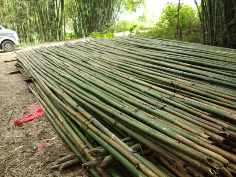 排山竹，篙竹，搭棚，蔬菜大棚，7米以上，8米以上需要订购