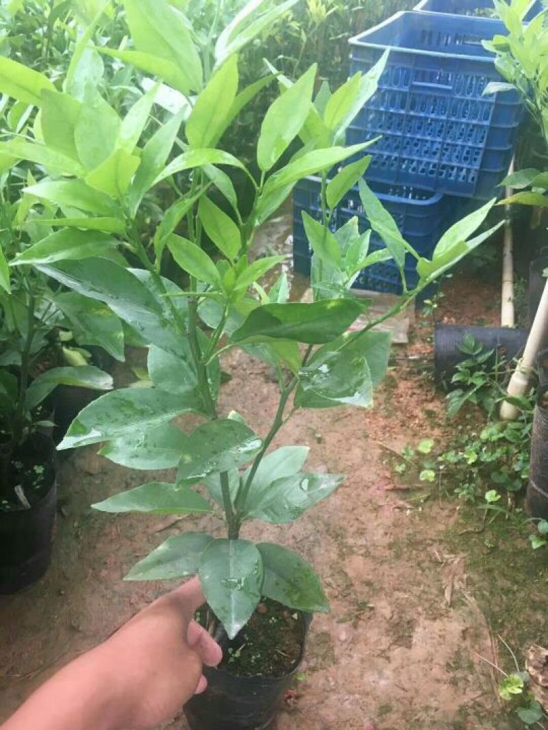 沃柑，红桔头，香橙头，合作社自育自销，包装好车