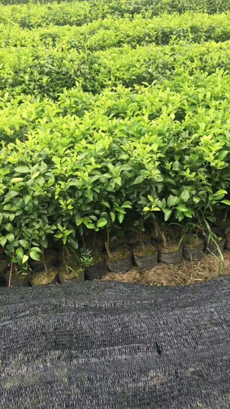 沃柑，红桔头，香橙头，合作社自育自销，包装好车