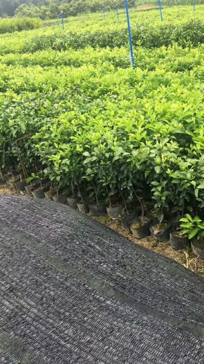 沃柑，红桔头，香橙头，合作社自育自销，包装好车