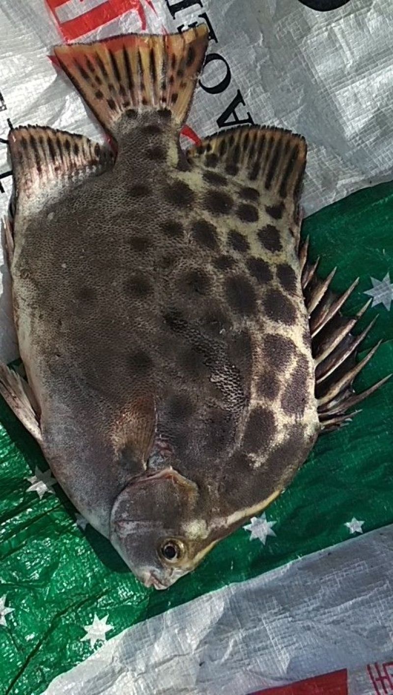 金钱鱼又名金鼓鱼