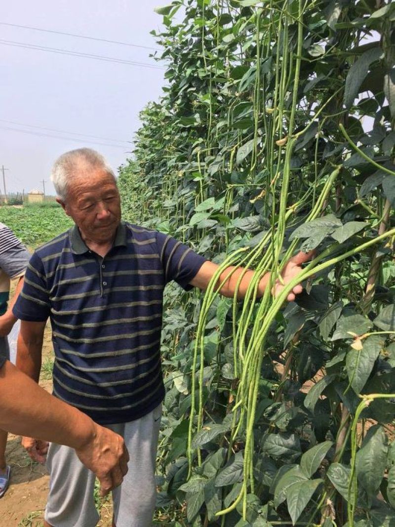 翠绿色豆角种子豇豆种子颜色好无鼠尾不鼓籽品质优