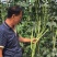 翠绿色豆角种子豇豆种子颜色好无鼠尾不鼓籽品质优