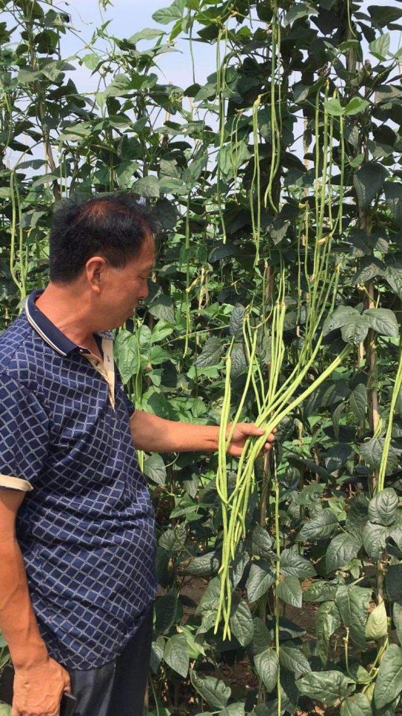 翠绿色豆角种子豇豆种子颜色好无鼠尾不鼓籽品质优