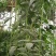 翠绿色豆角种子豇豆种子颜色好无鼠尾不鼓籽品质优