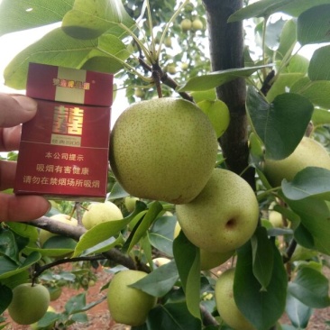 桂花梨，又名青花梨，也是清水梨。