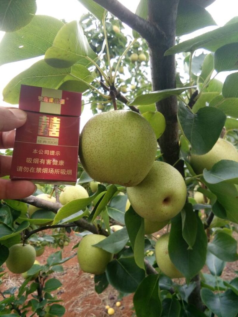 桂花梨，又名青花梨，也是清水梨。