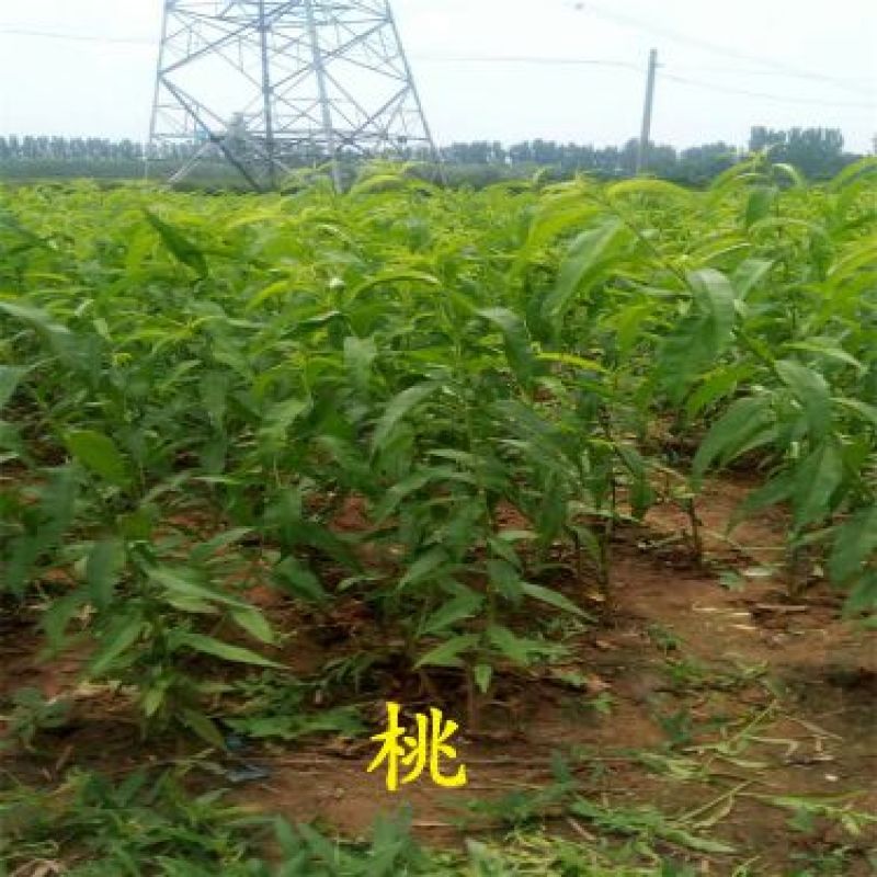 新川东岛桃树苗80cm以上