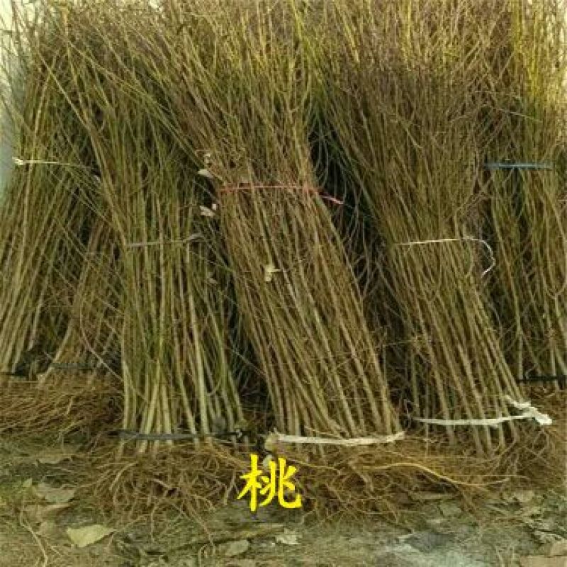 新川东岛桃树苗80cm以上