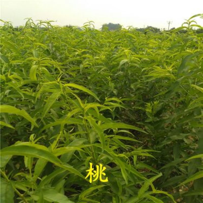 中油16号桃树苗80cm以上