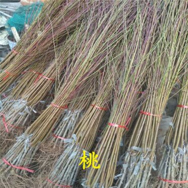 中油16号桃树苗80cm以上