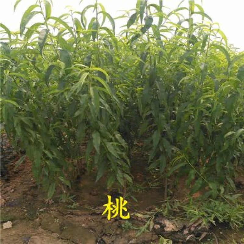 中油16号桃树苗80cm以上