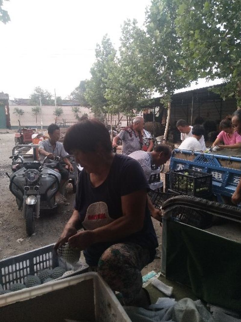 大量供应新梨七号深州特产，产地直销海量货源