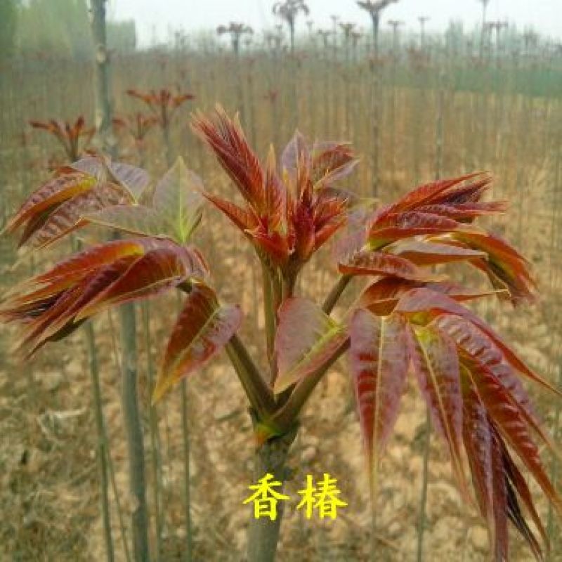 红油香椿苗大棚香椿苗