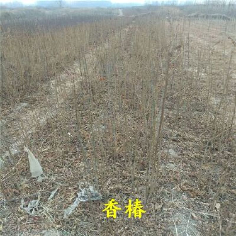 红油香椿苗大棚香椿苗