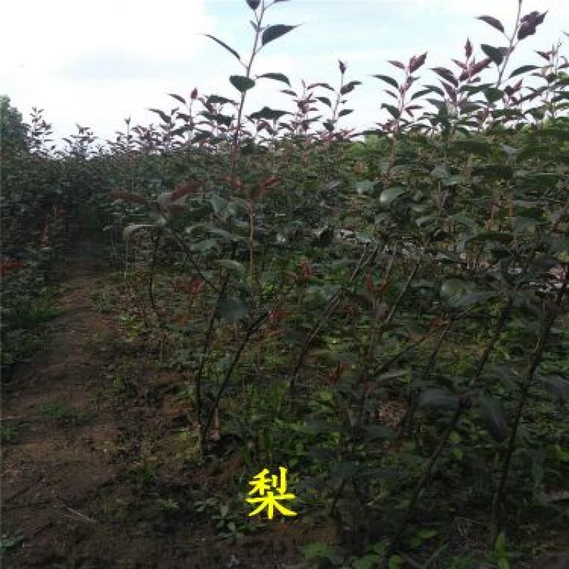 梨苗红梨黄金梨秋月杜梨