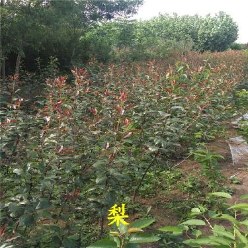 梨苗红梨黄金梨秋月杜梨