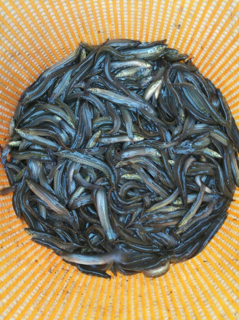 黄鳝苗，各种规格黄鳝苗，量大可免费送货。