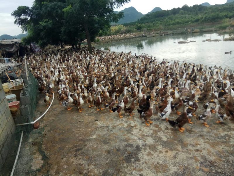 麻鸭