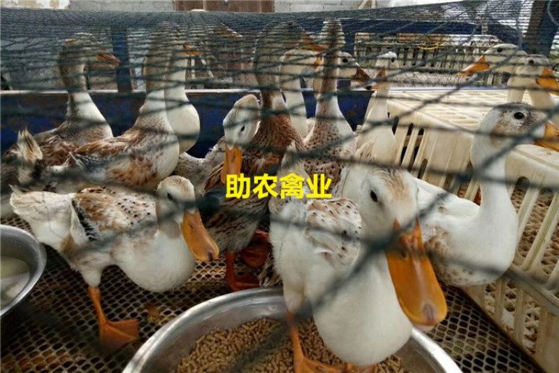 蛋鸭苗