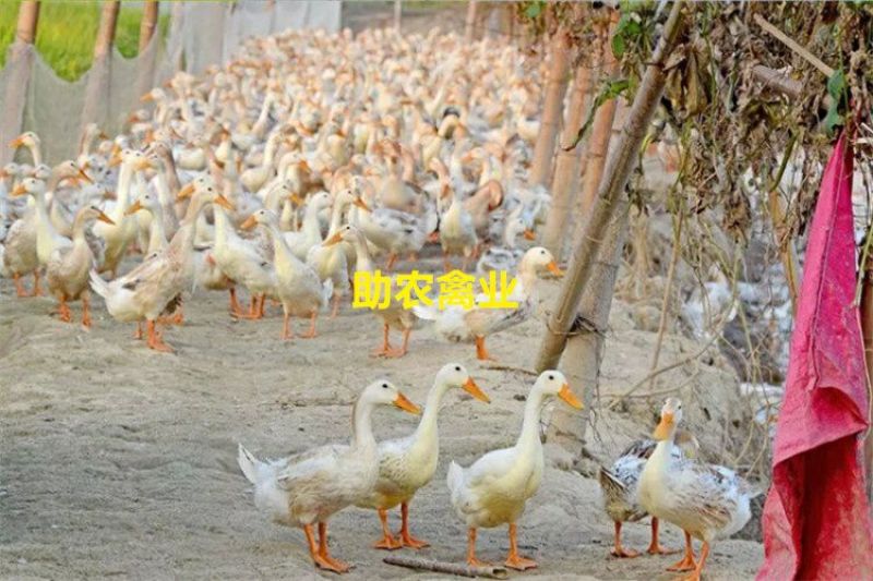 蛋鸭苗