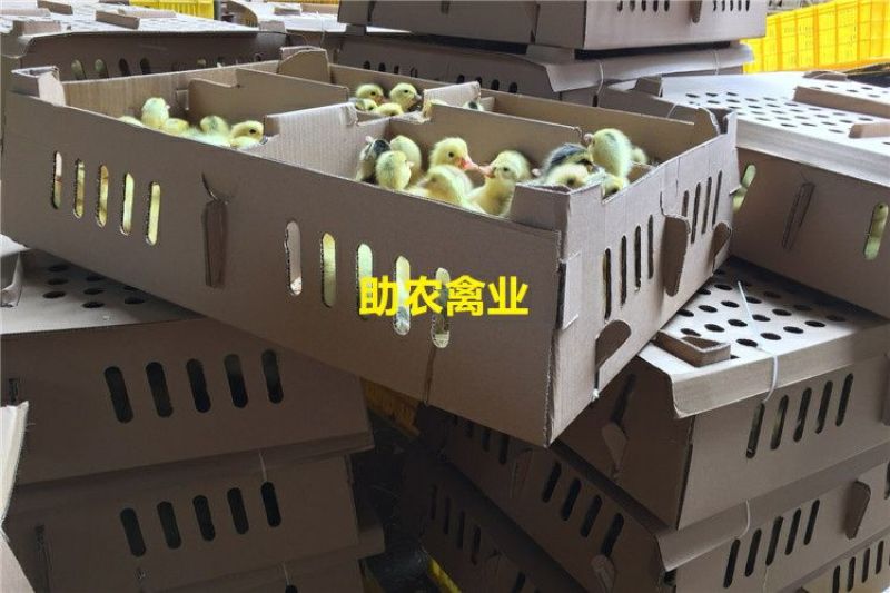 蛋鸭苗