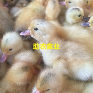 蛋鸭苗