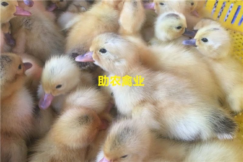 蛋鸭苗
