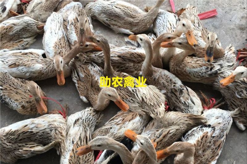 蛋鸭苗