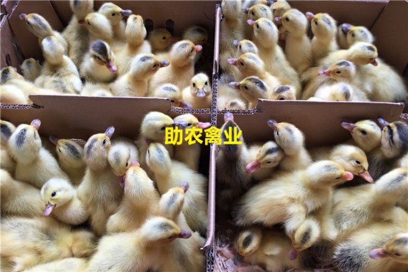 蛋鸭苗