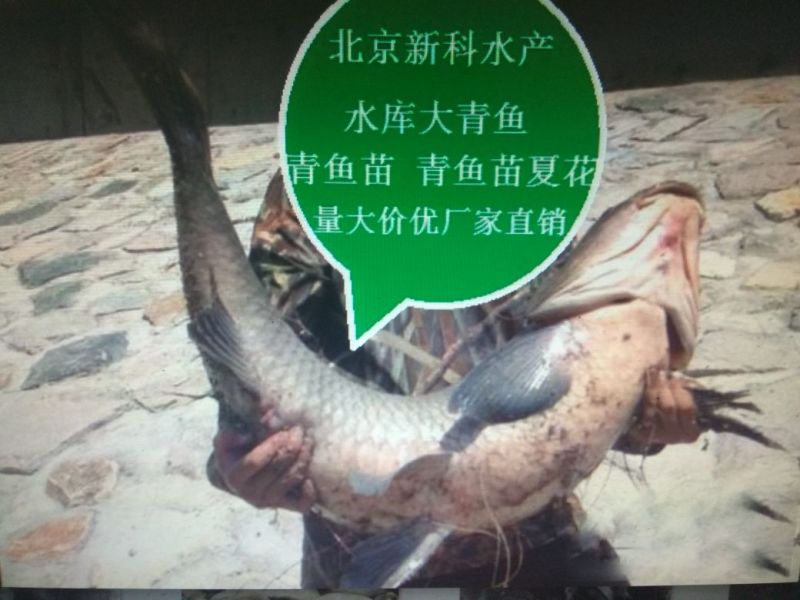 鲫鱼苗批发黄金鲫鱼价格鲫鱼夏花鱼苗