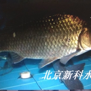 鲫鱼苗批发黄金鲫鱼价格鲫鱼夏花鱼苗