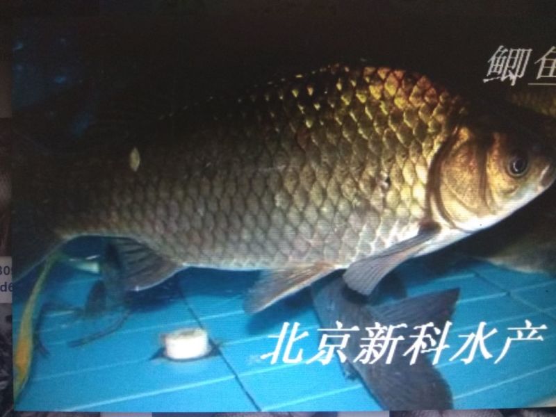 鲫鱼苗批发黄金鲫鱼价格鲫鱼夏花鱼苗